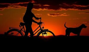 Czym jest Bikejoring? Czy mój pies jest odpowiedni?