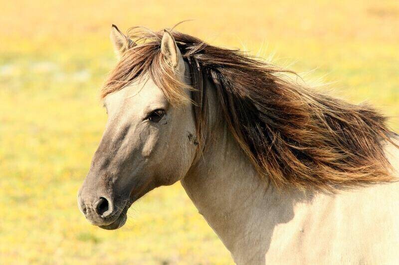 Buzkaszi - czym jest i na czym polega?