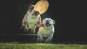 Dog frisbee - czym dokładnie jest?